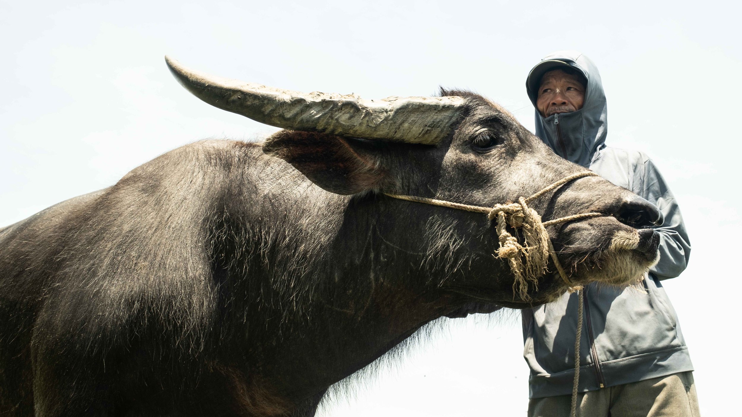 water-buffalo-vietnam.jpg