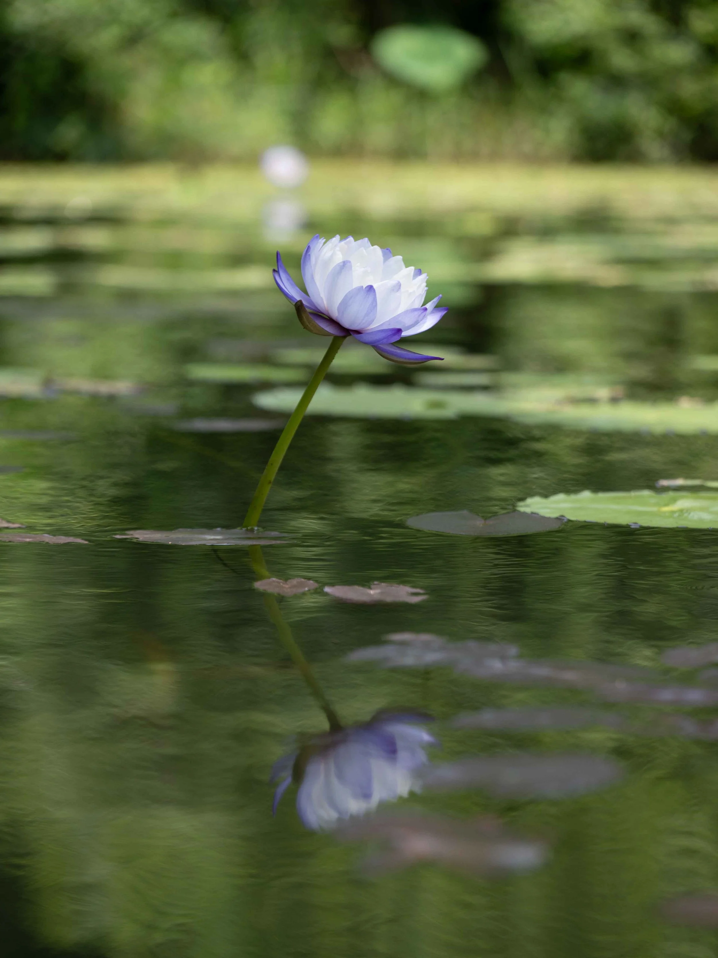 lotus-flower-vietnam.jpg