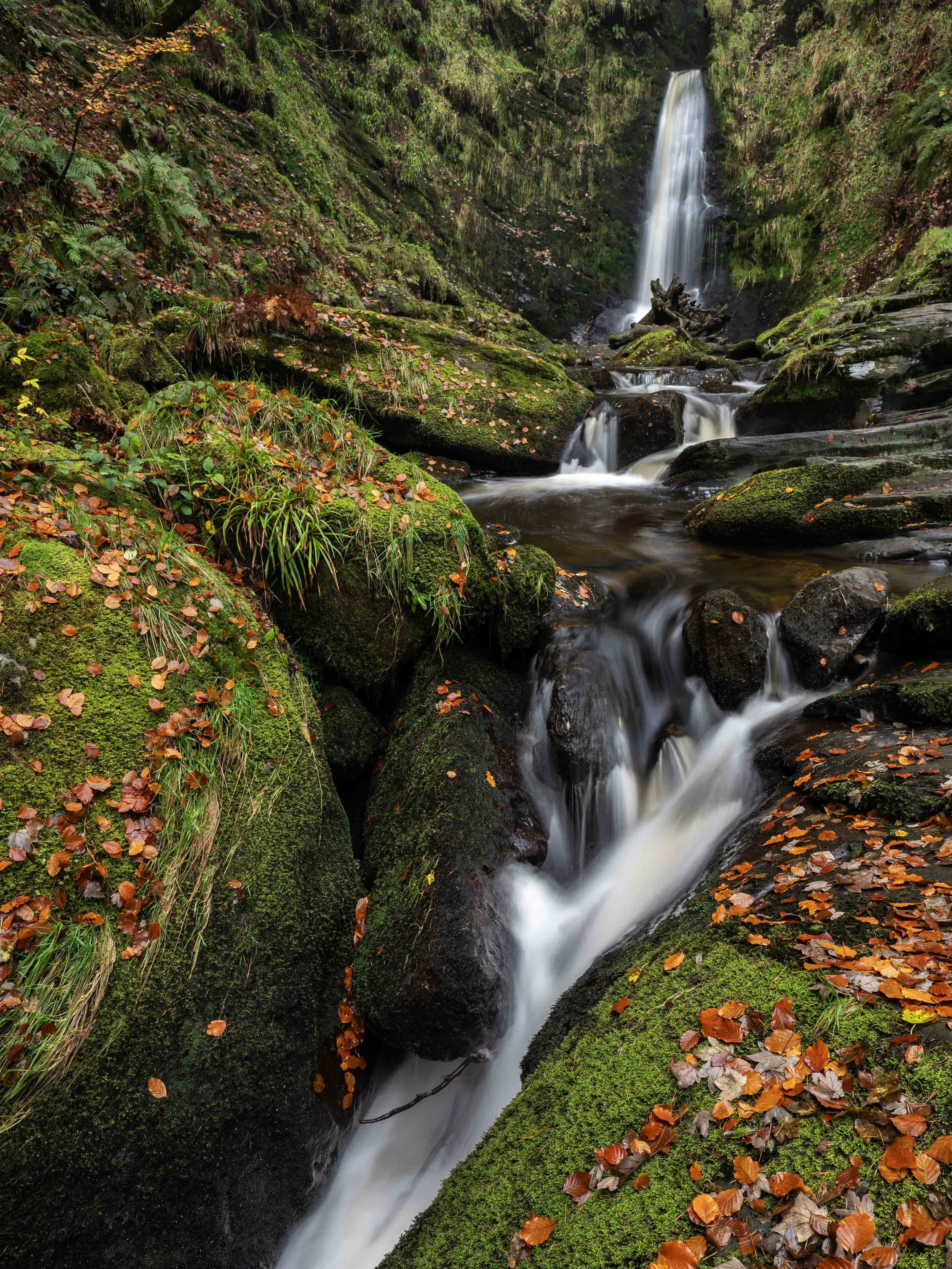 A scenic waterfall flowing down a moss-covered rocky creek surrounded by green plants and orange fallen leaves in a forest.