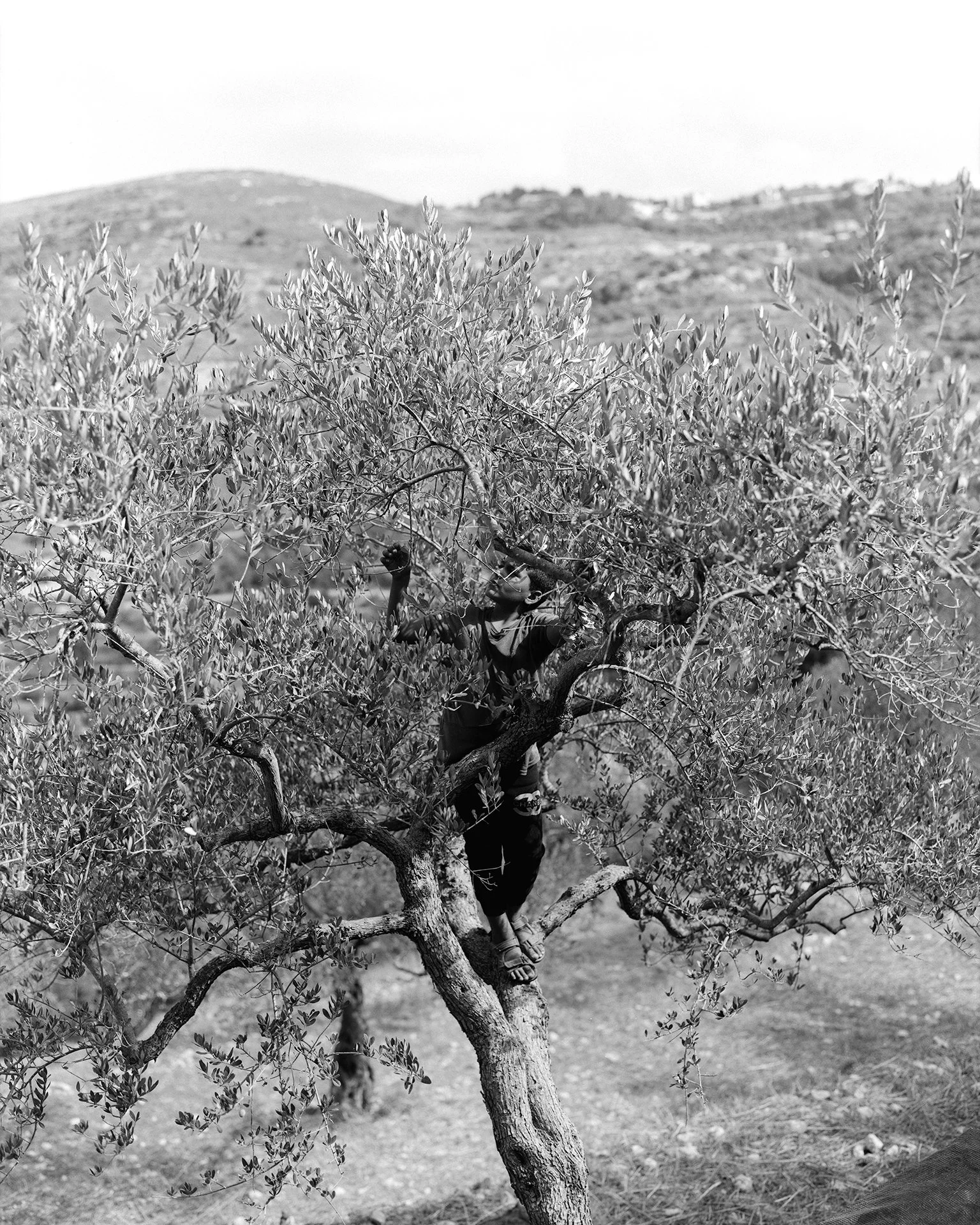 Born of the Grovej.jpg