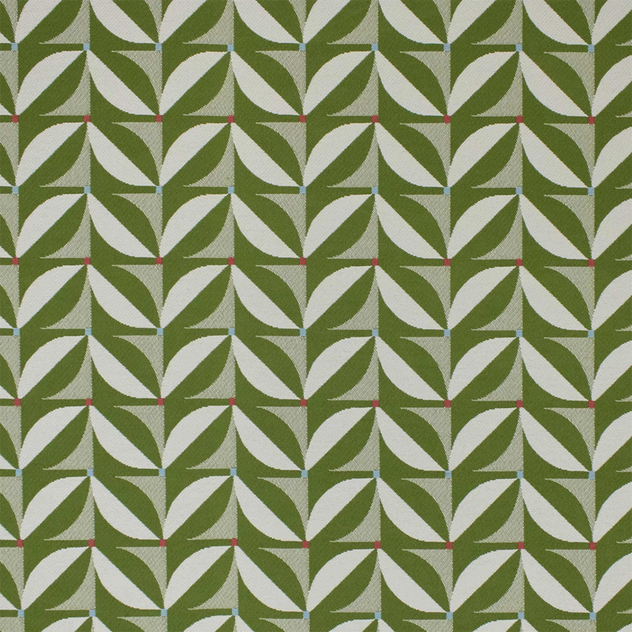 F6239 fern.jpg