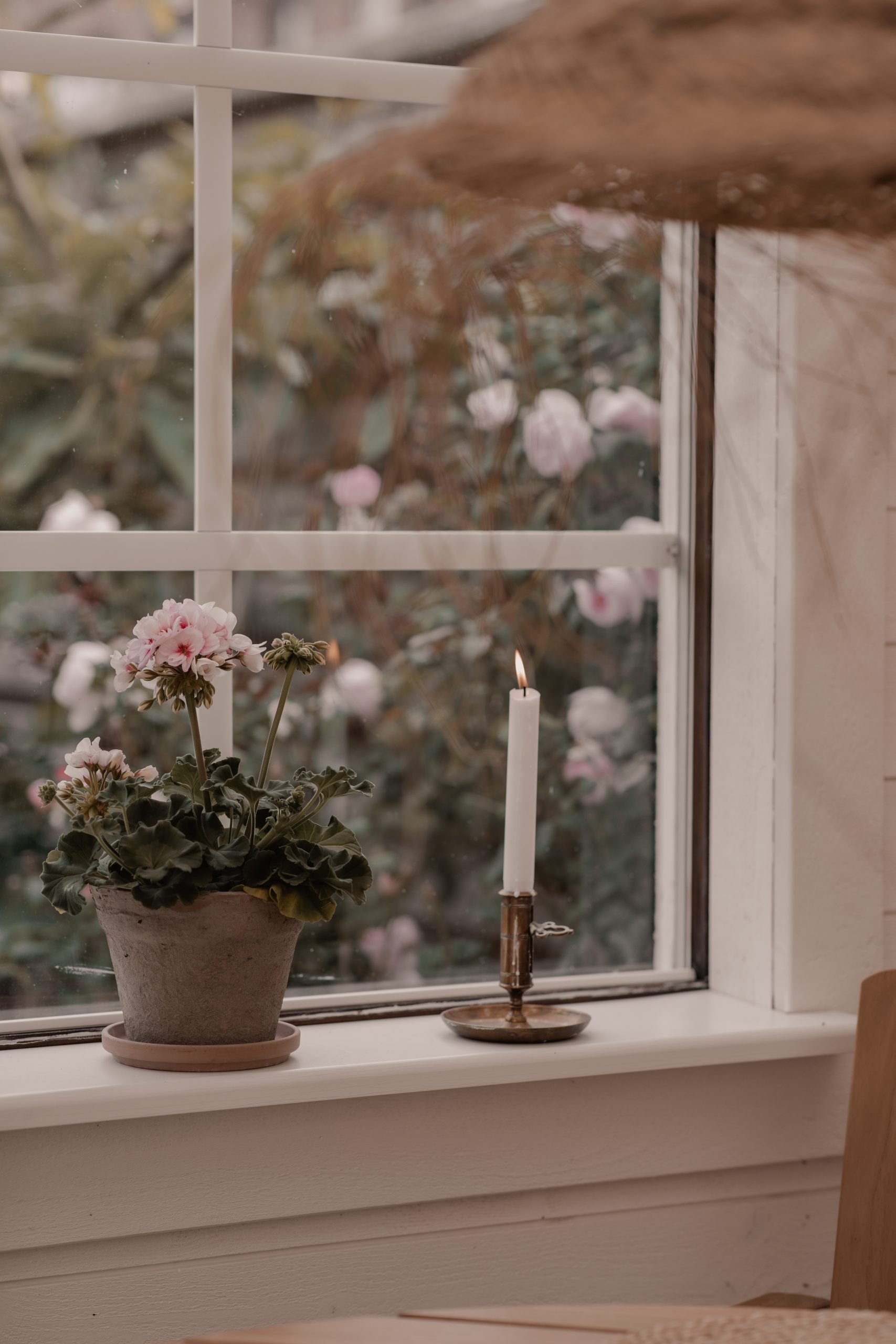 Estelle - den vackraste av pelargoner