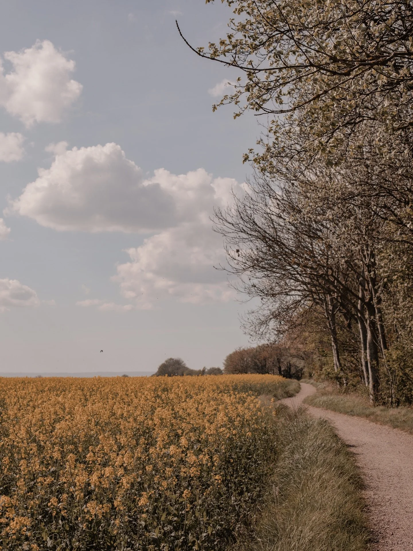 Uppt&auml;ck Ven 🌾 &ndash; Sk&aring;nes lilla paradis i &Ouml;resund

Har du inte bes&ouml;kt Ven &auml;n? D&aring; &auml;r det faktiskt ett m&aring;ste att g&ouml;ra i &aring;r. Den h&auml;r lilla p&auml;rlan mitt i &Ouml;resund bjuder p&aring; hav