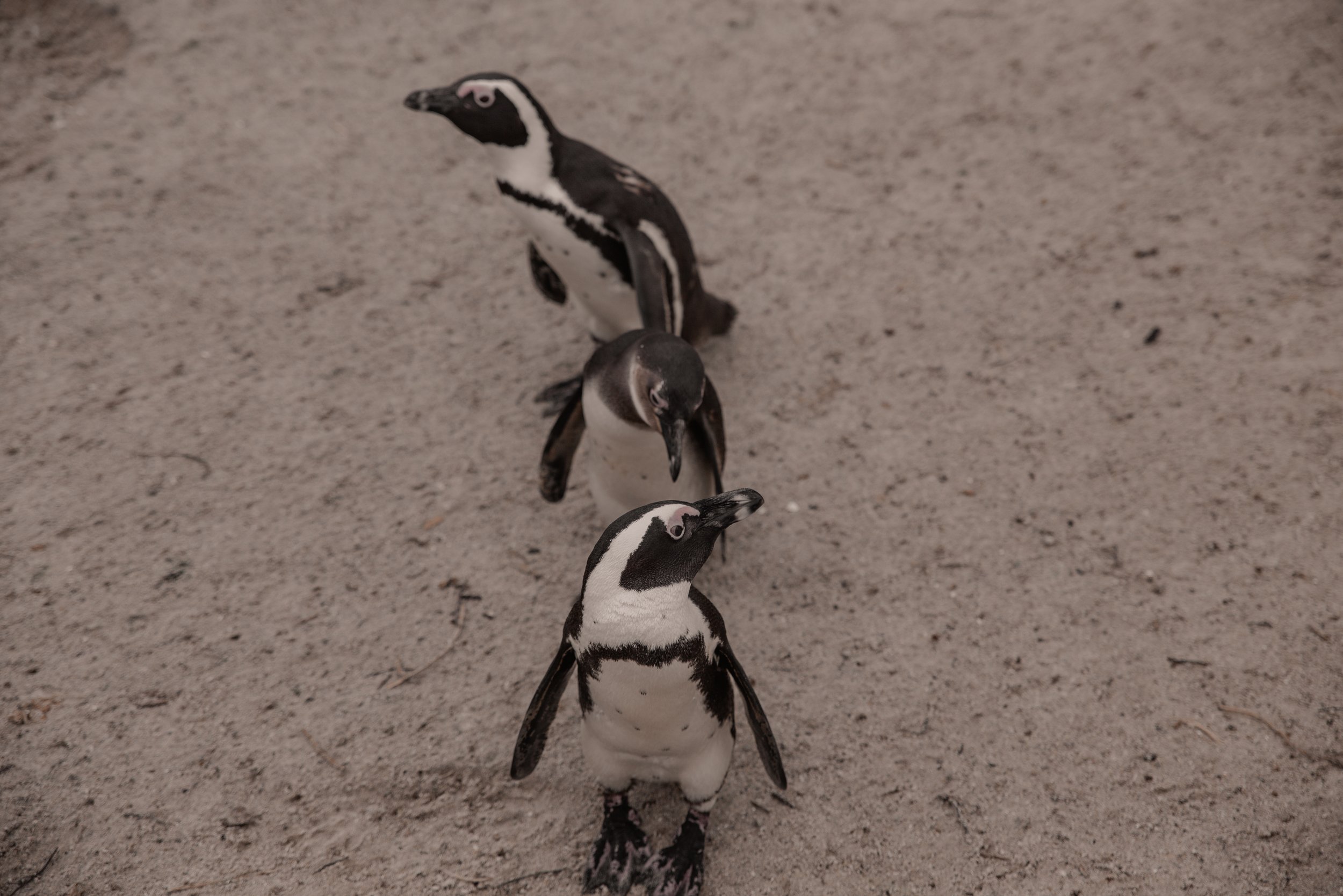 Garden Route och Boulders beach