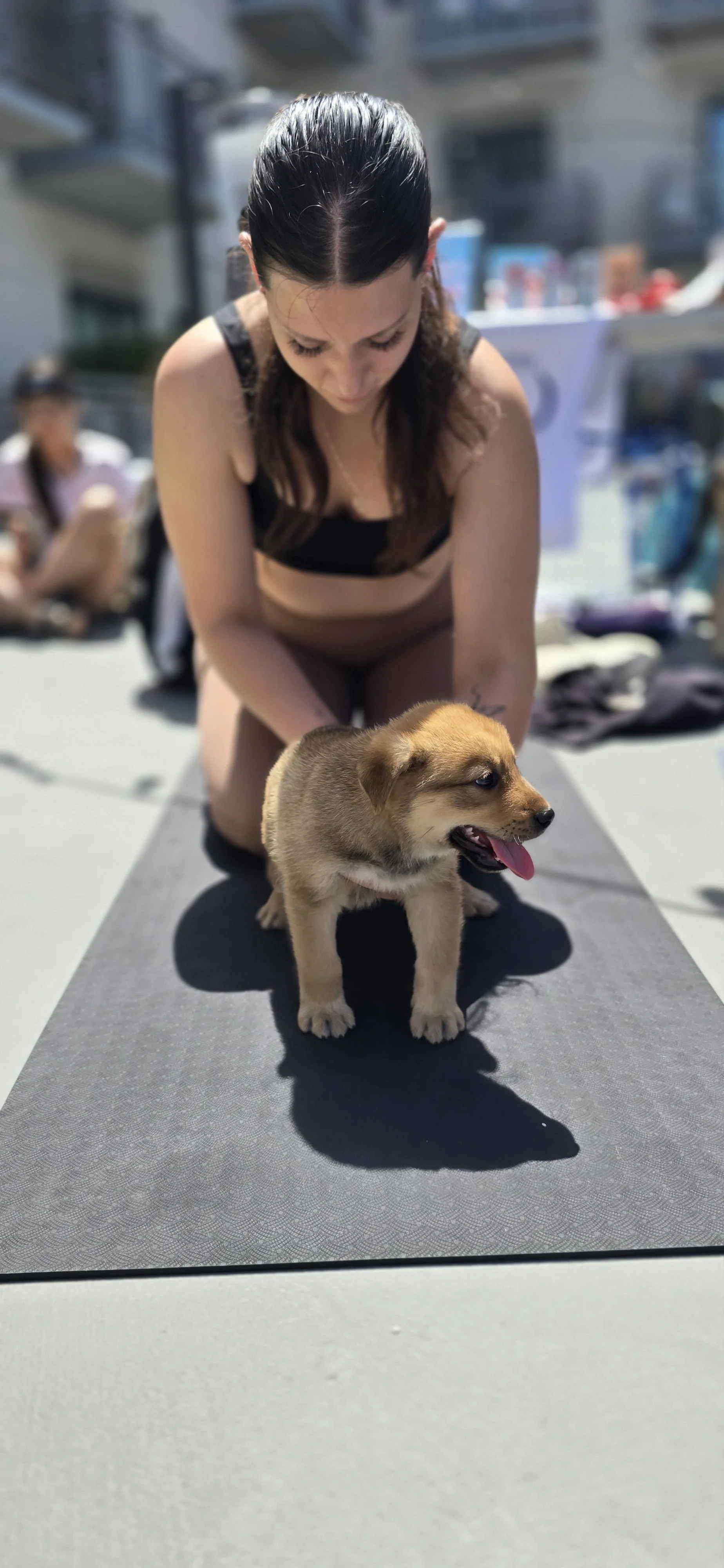 puppies 2.jpg