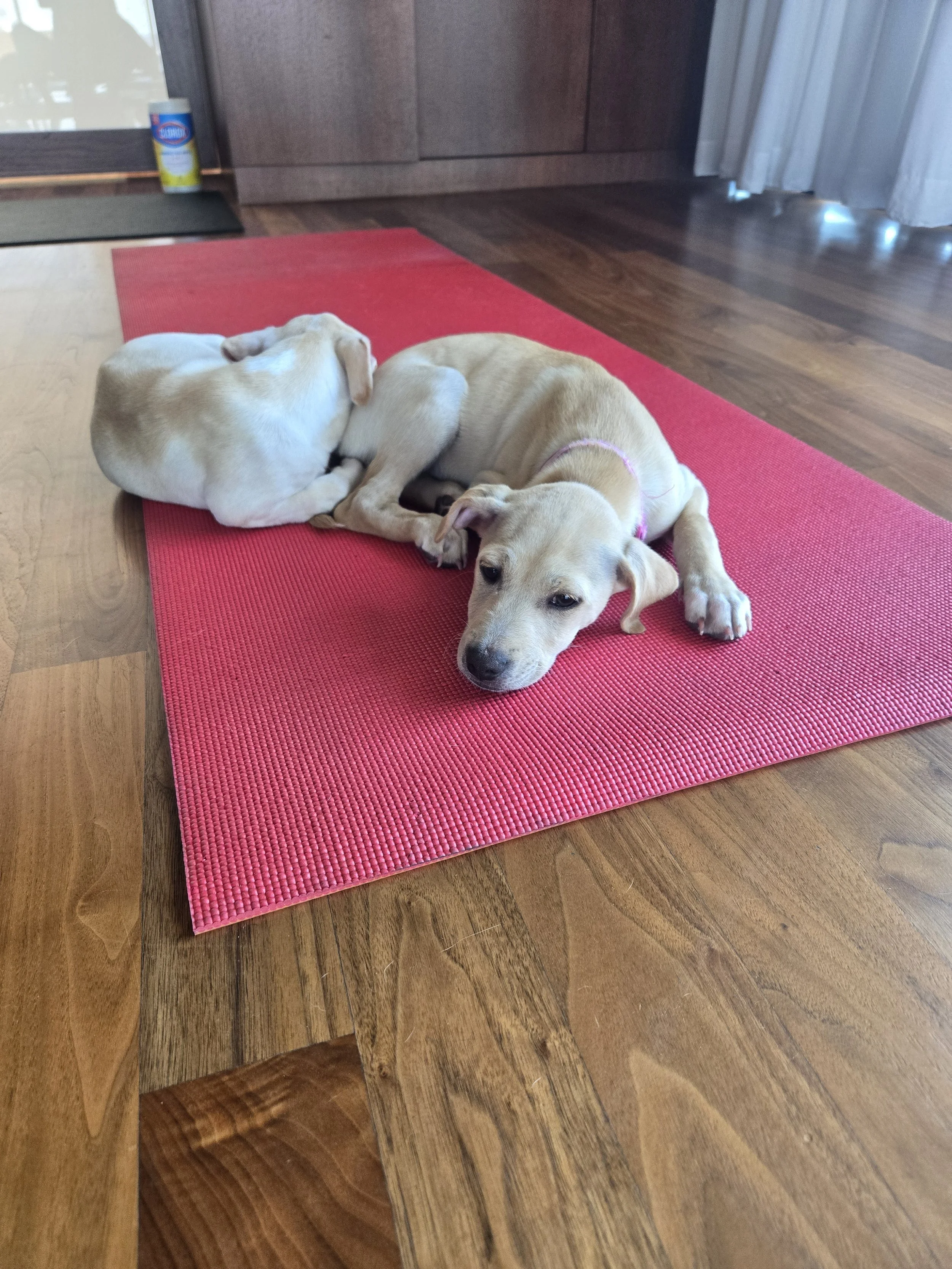 pentouse pup8.jpg