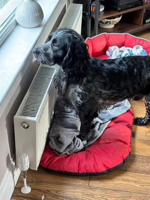 Ollie on neighbourhood watch.JPG