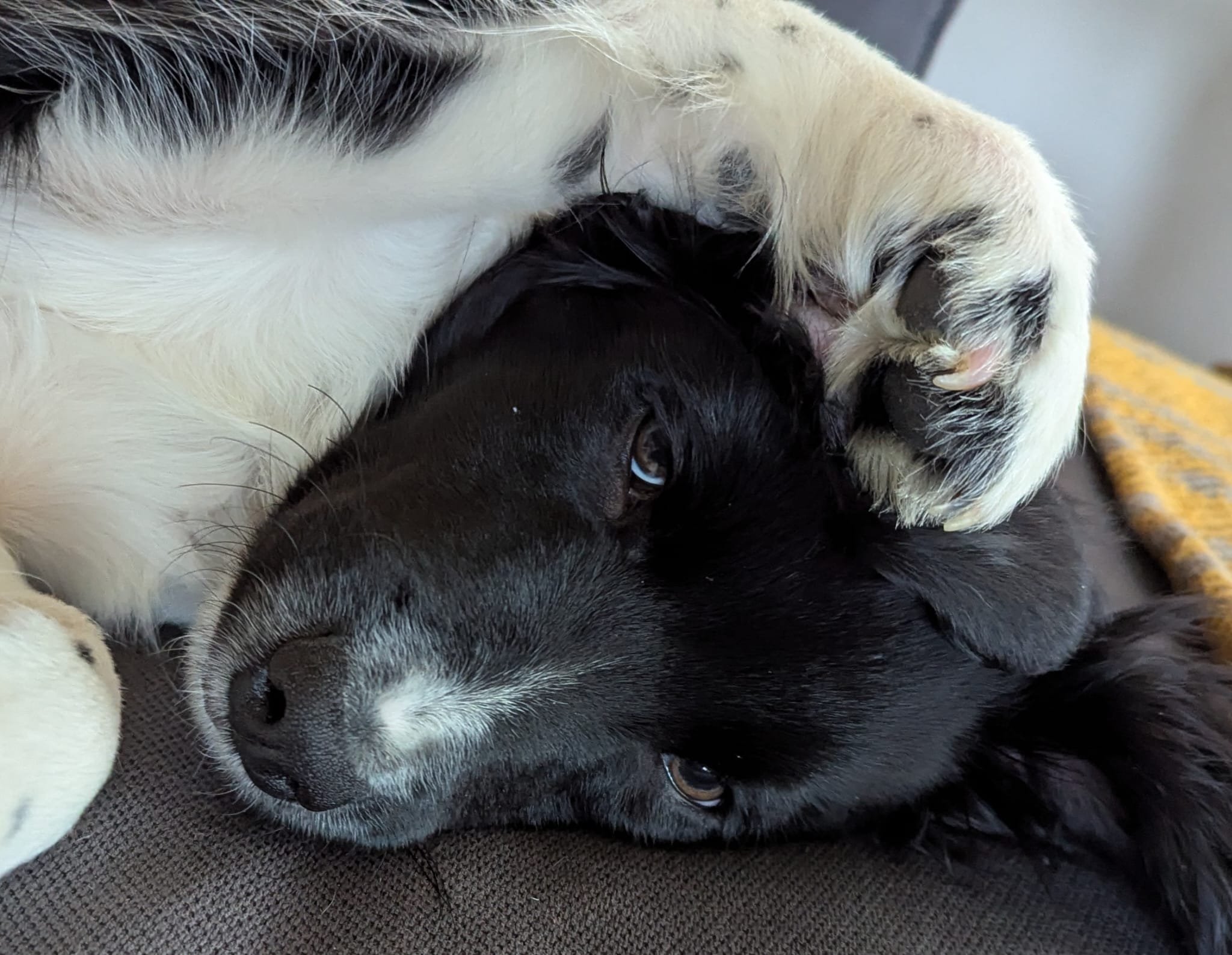 IMG-20250214-WA0001 - Diane Stirton.jpg (Copy)