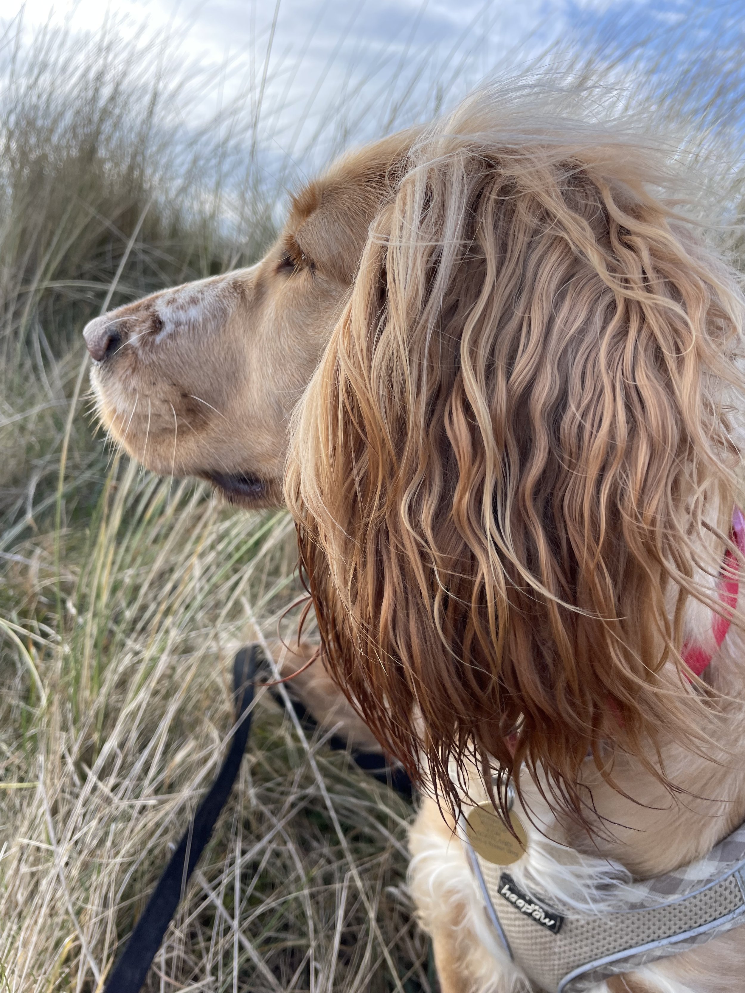 IMG_2792 - Paperwork SRS.jpeg