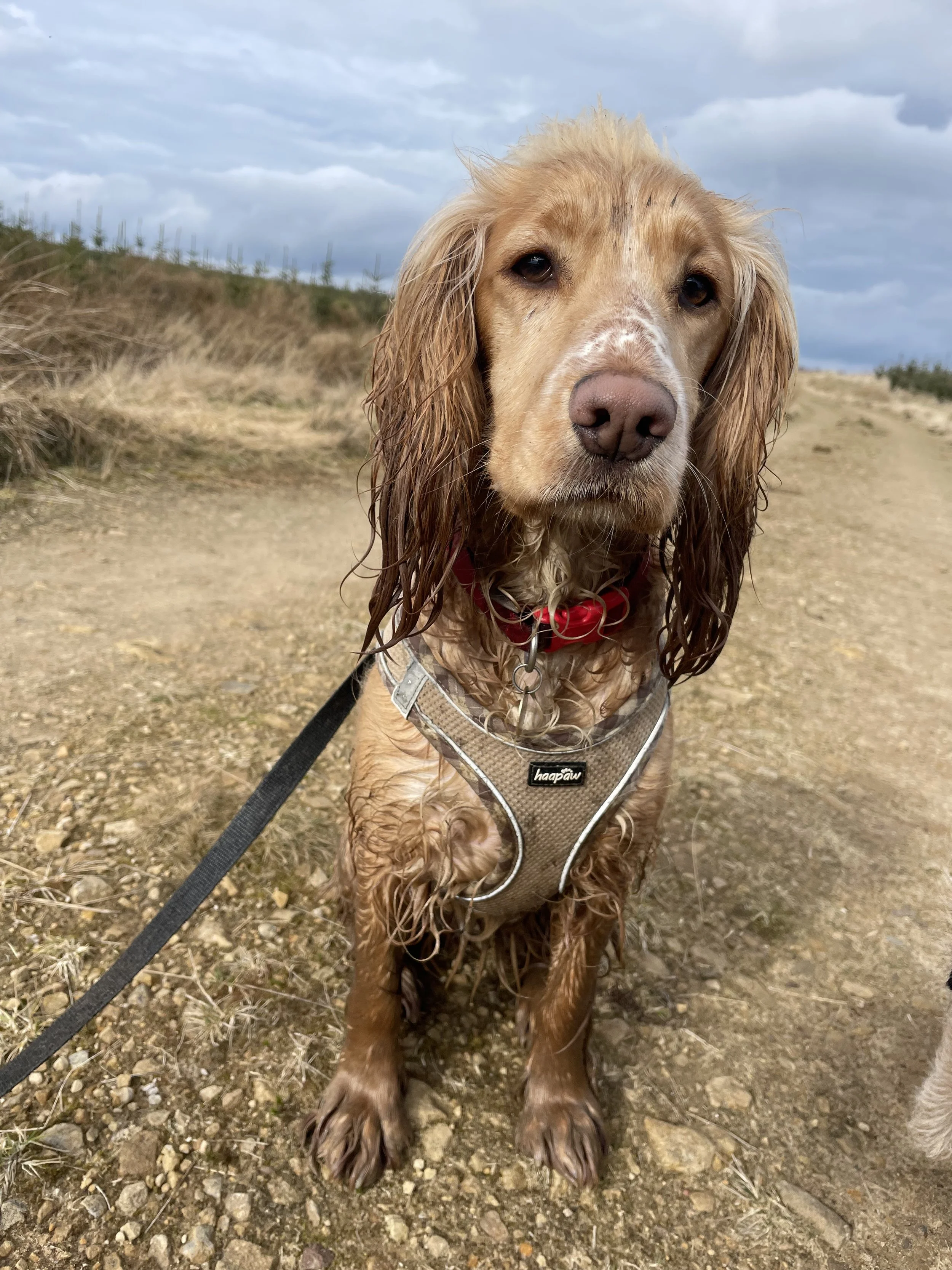 IMG_2779 - Paperwork SRS (2).jpeg