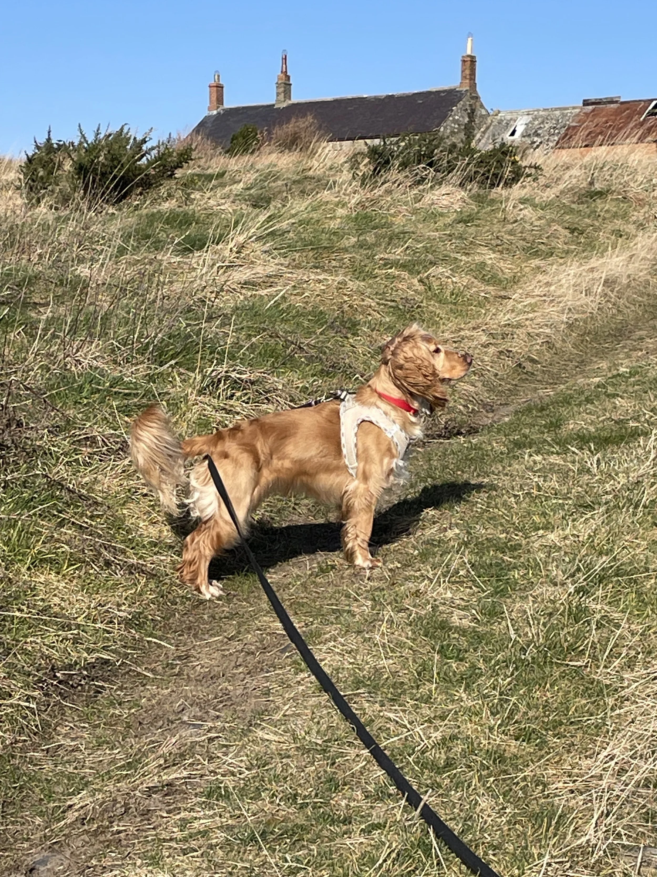 IMG_2758 - Paperwork SRS.jpeg