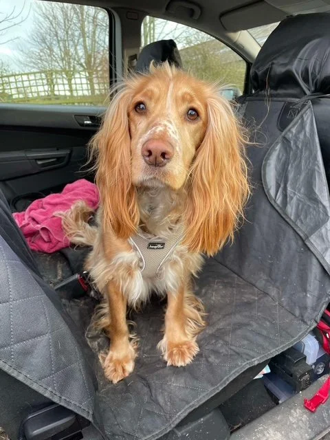 Adopt a dog | Springer Rescue Scotland | Dedicated to rescuing and ...