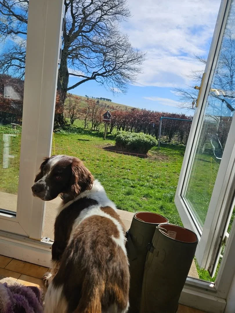 Adopt a dog | Springer Rescue Scotland | Dedicated to rescuing and ...