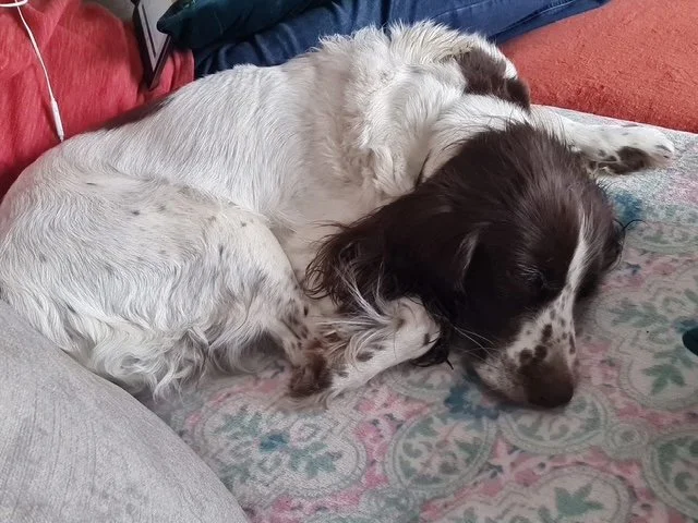 Adopt a dog | Springer Rescue Scotland | Dedicated to rescuing and ...