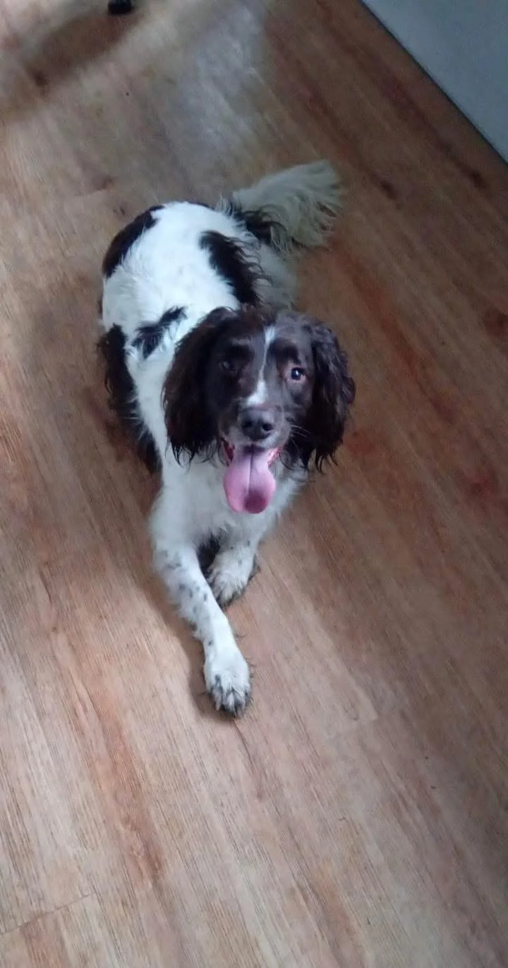Adopt a dog | Springer Rescue Scotland | Dedicated to rescuing and ...