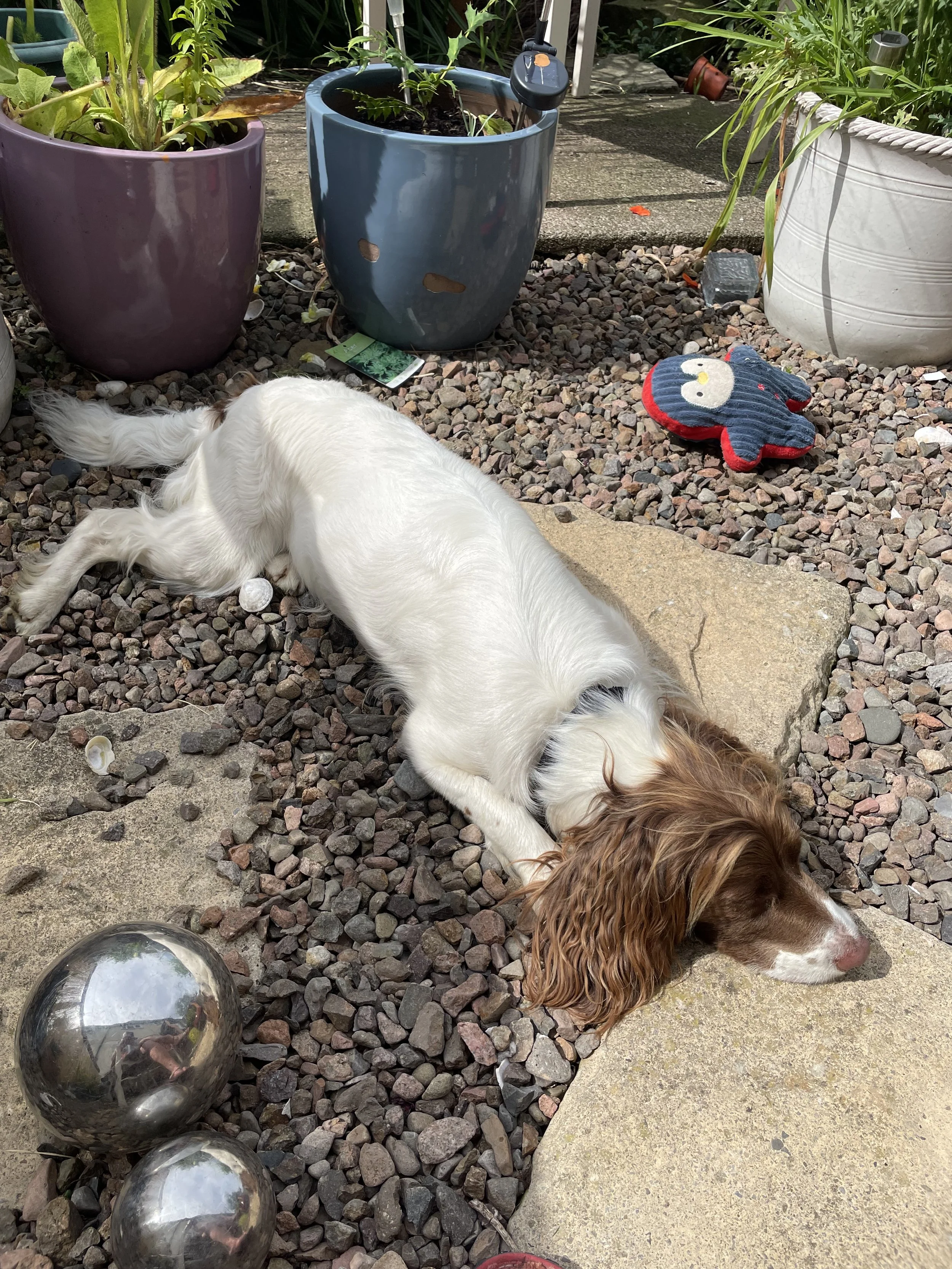 IMG_3861 - Borders SRS.jpeg