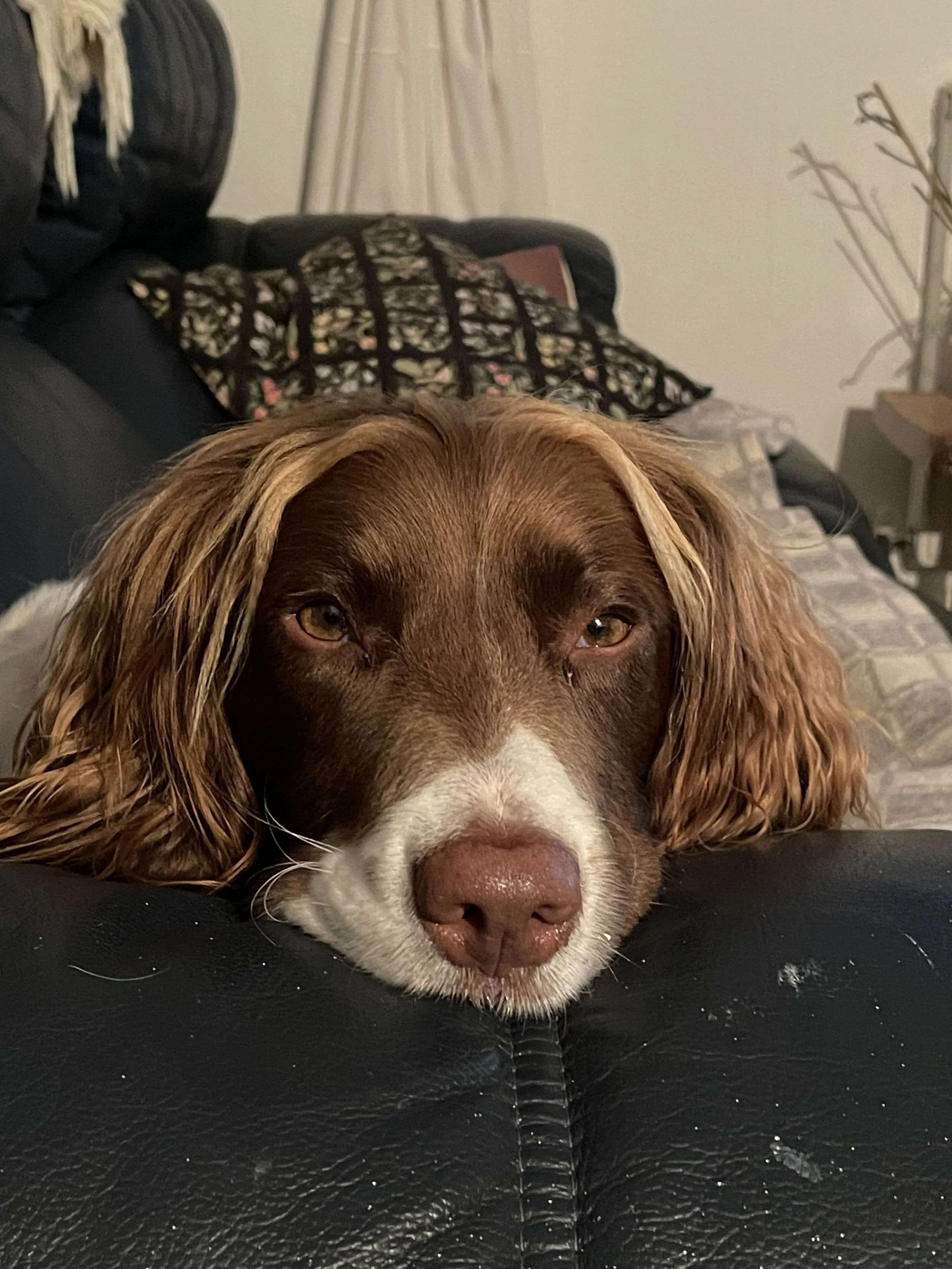 IMG_3788 - Borders SRS.jpeg