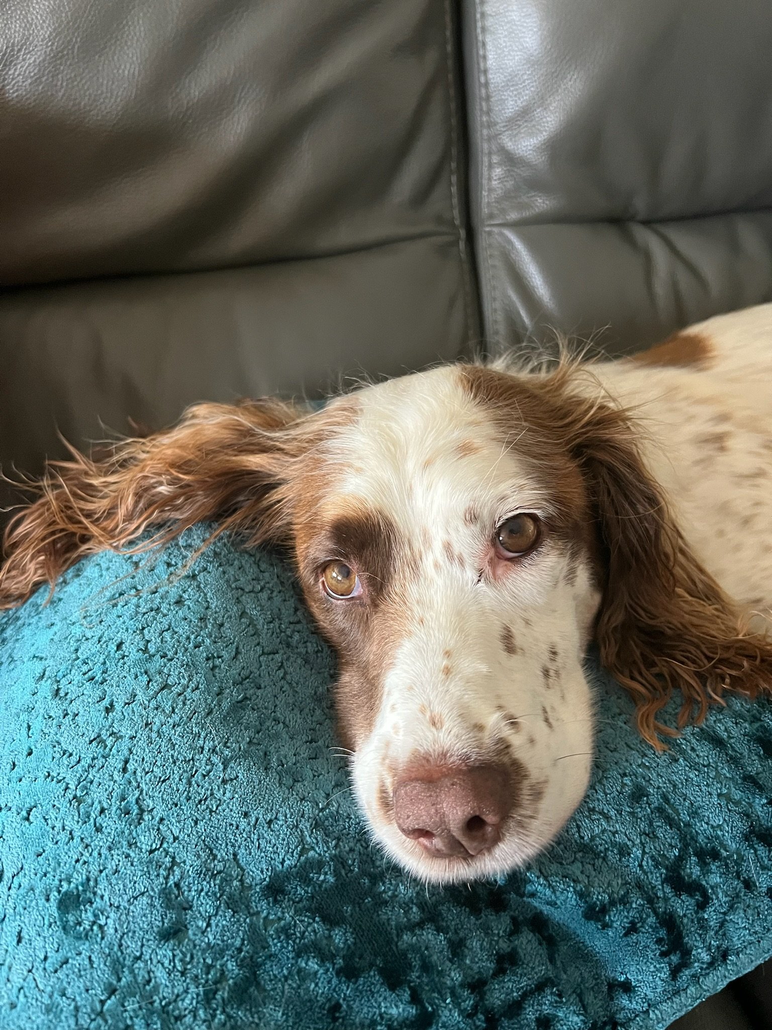 IMG_5280 - Elizabeth Jamieson.jpeg