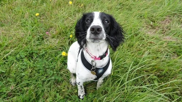 Adopt a dog | Springer Rescue Scotland | Dedicated to rescuing and ...