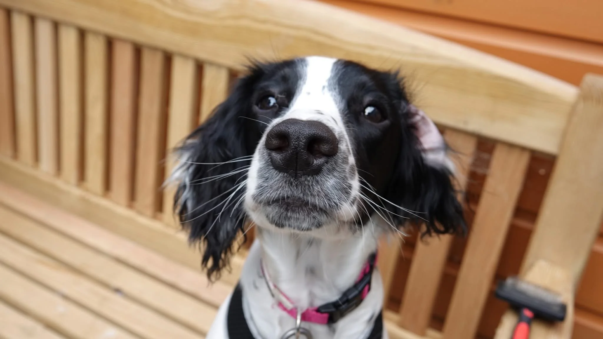 Duchess | Springer Rescue Scotland | Dedicated to rescuing and rehoming ...