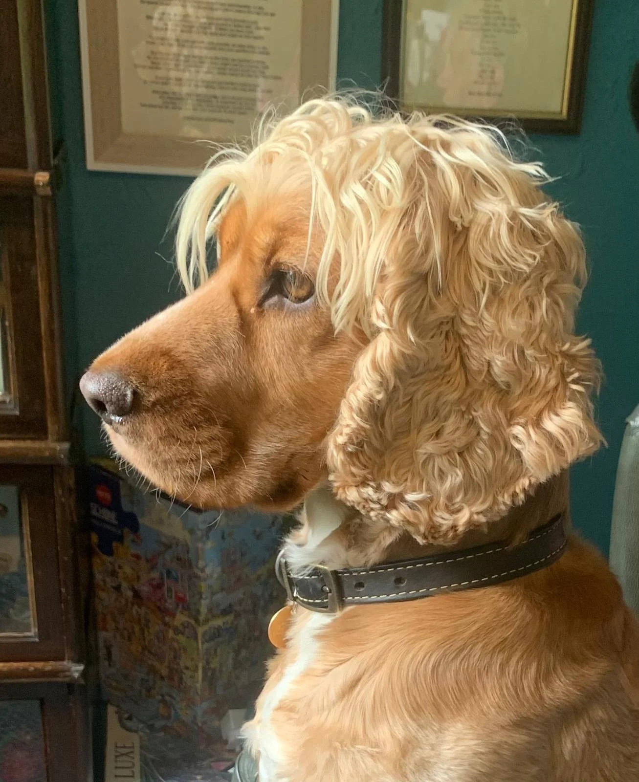 Squirrel watch - Gordon Hibbert.jpg