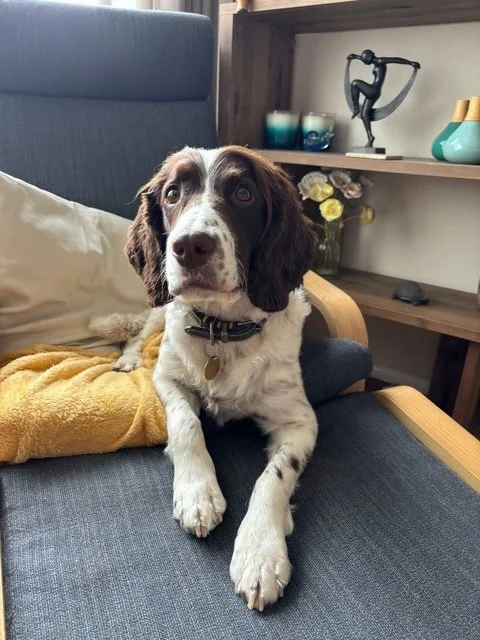 Adopt a dog | Springer Rescue Scotland | Dedicated to rescuing and ...