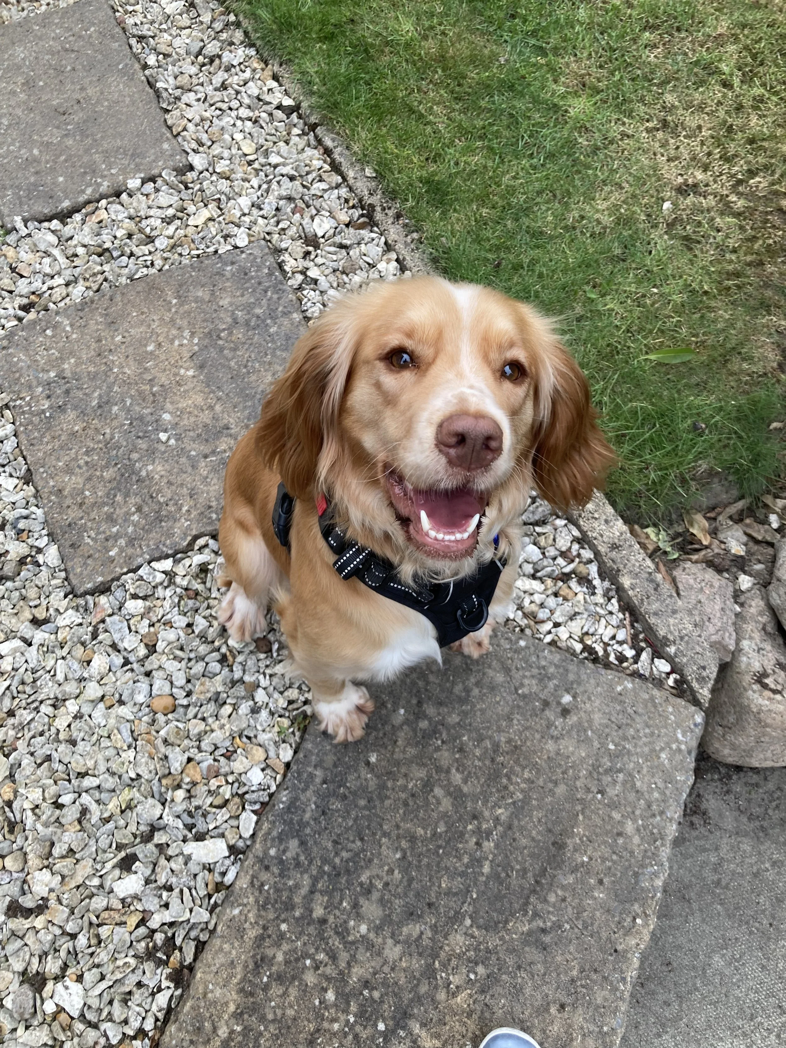 IMG_2987 - Rehoming SRS.jpeg