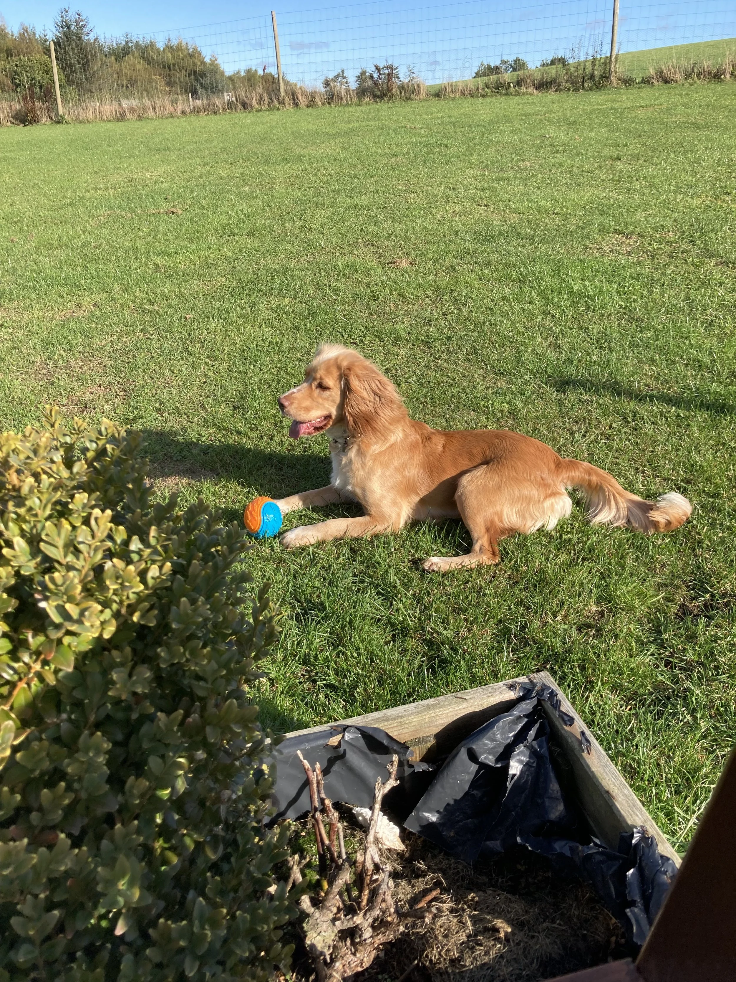 IMG_3032 - Rehoming SRS.jpeg