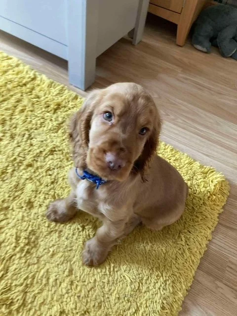 Alfie