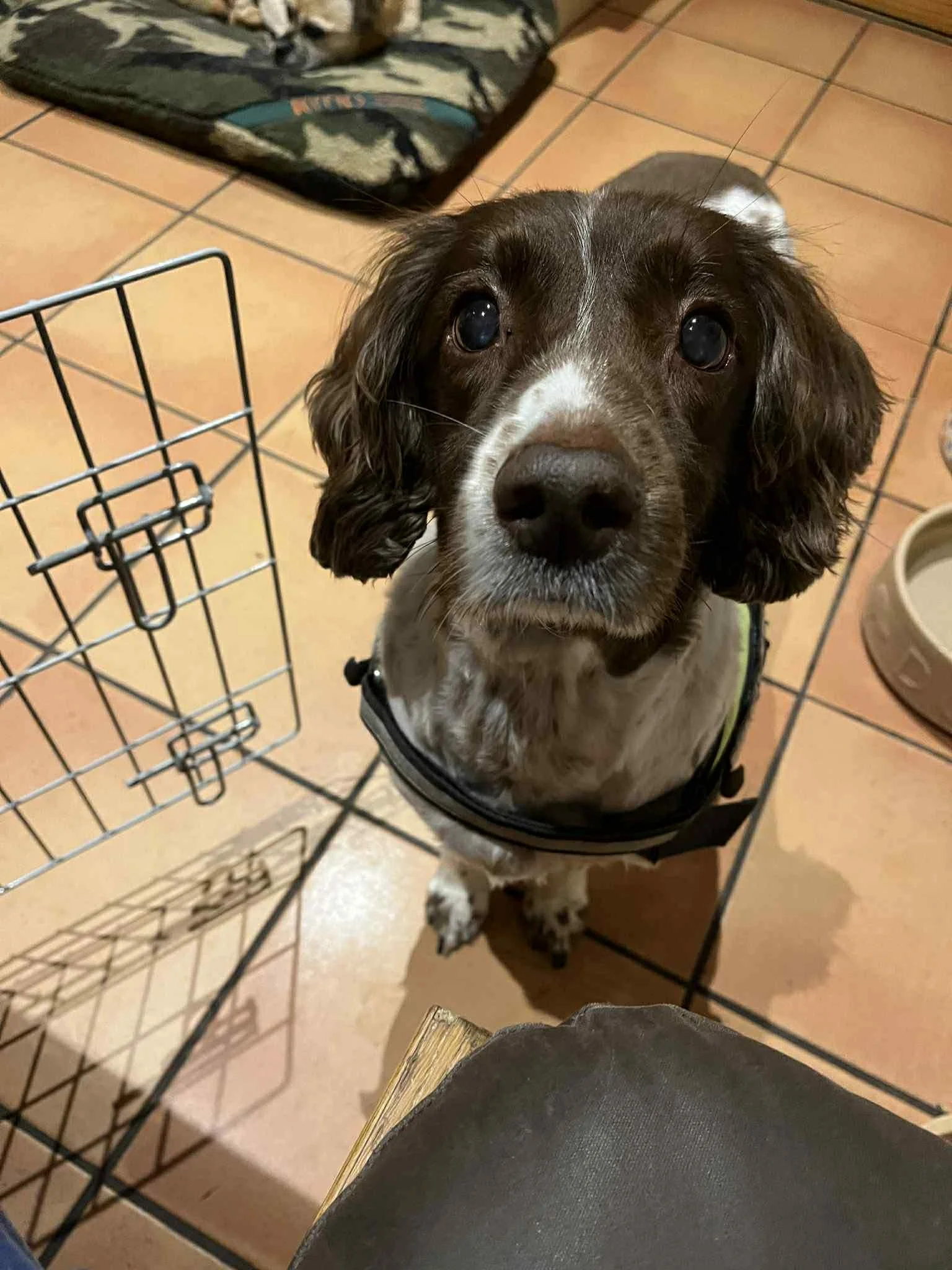 Our Pledge to Long Term Foster Dogs.