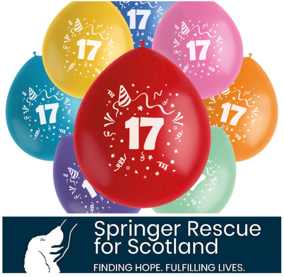 Celebrating 17 years of rehoming spaniels in Scotland.
