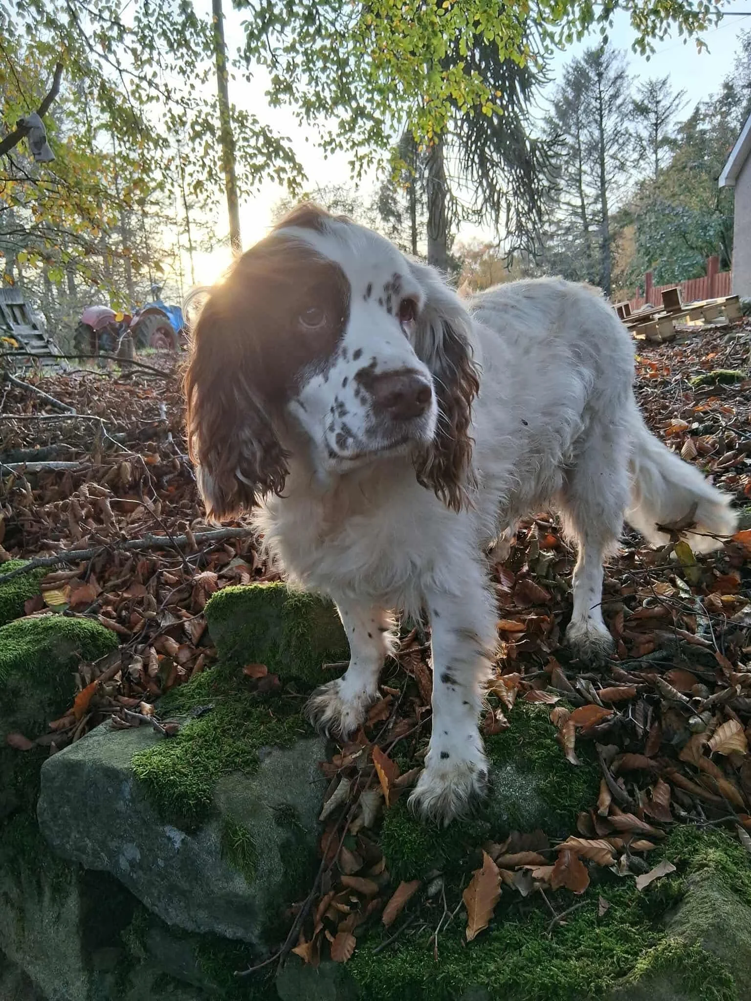 Long Term Foster - Skye