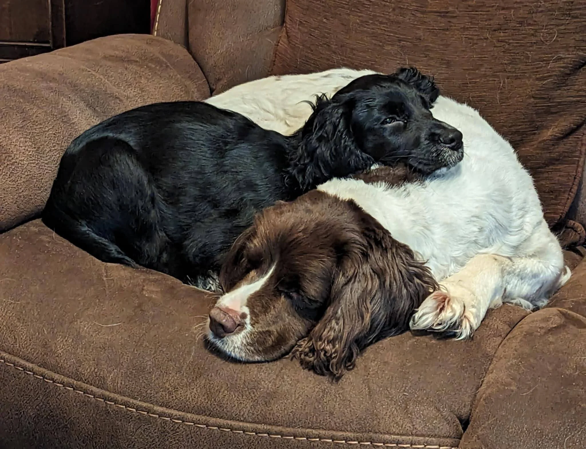 Long Term Foster - Ness