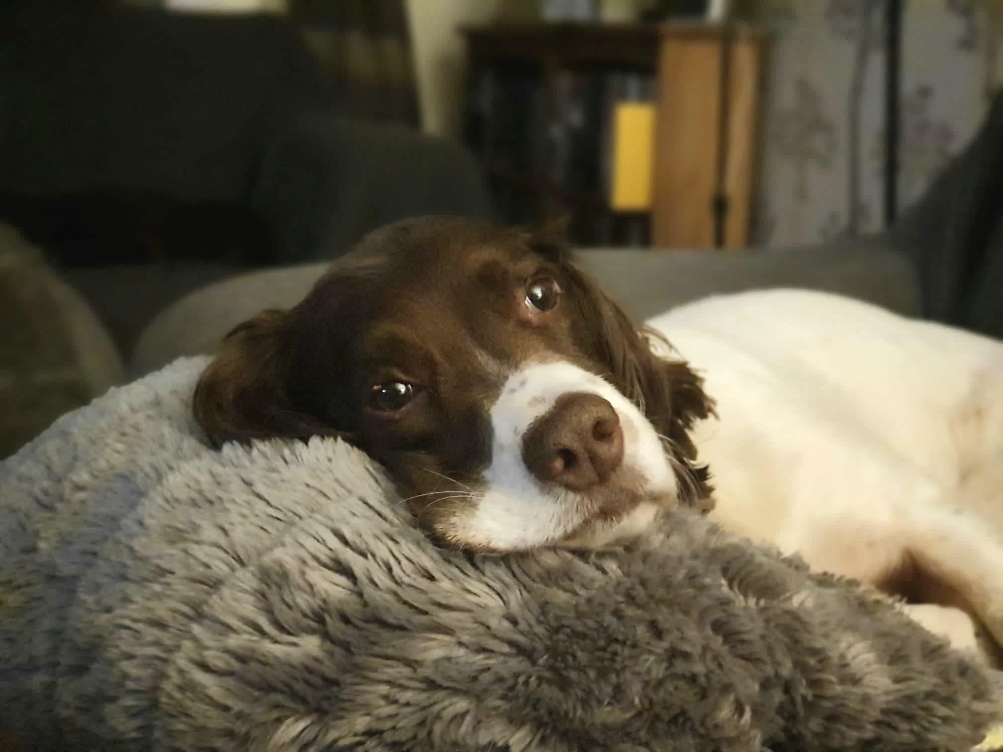 Positive Gundog Training Conference