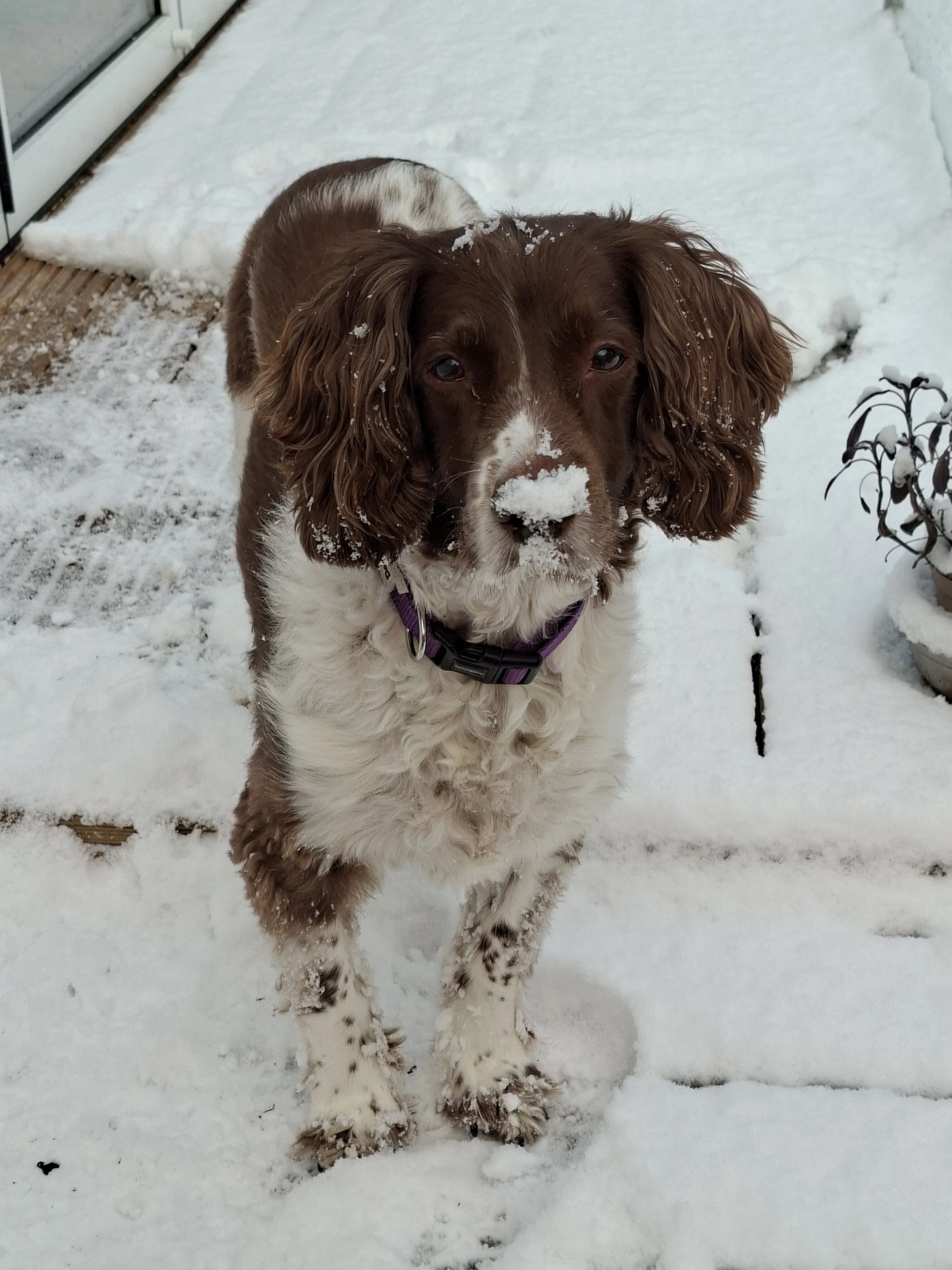 Long Term Foster - SRS Luna