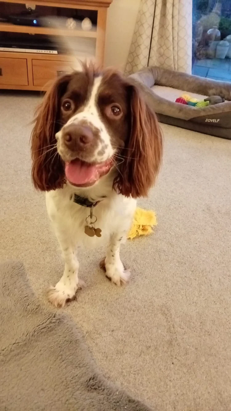 Adopt a dog | Springer Rescue Scotland | Dedicated to rescuing and ...