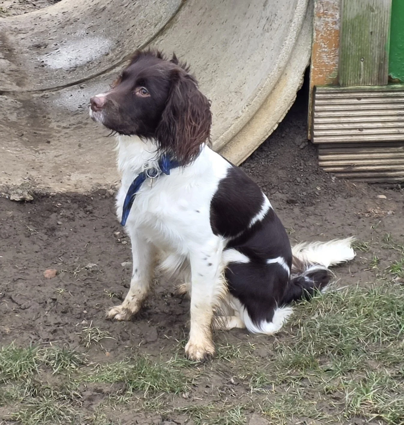 Springer Spaniel Rescue Adopt a dog | Springer Rescue Scotland | Dedicated to rescuing and ...