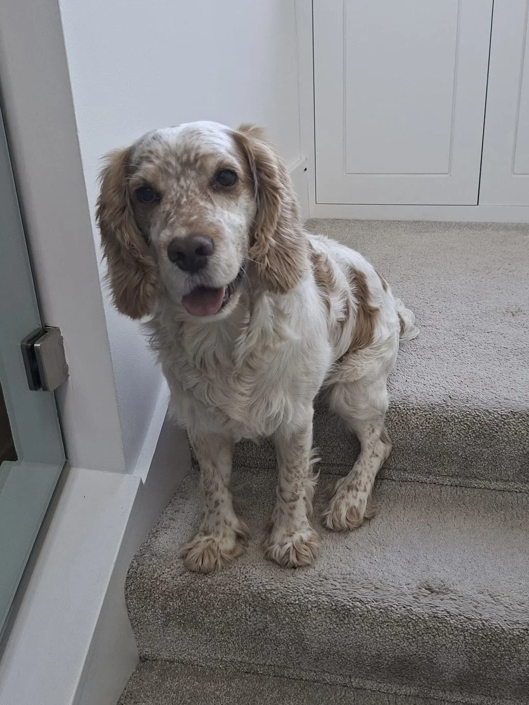 Cooper