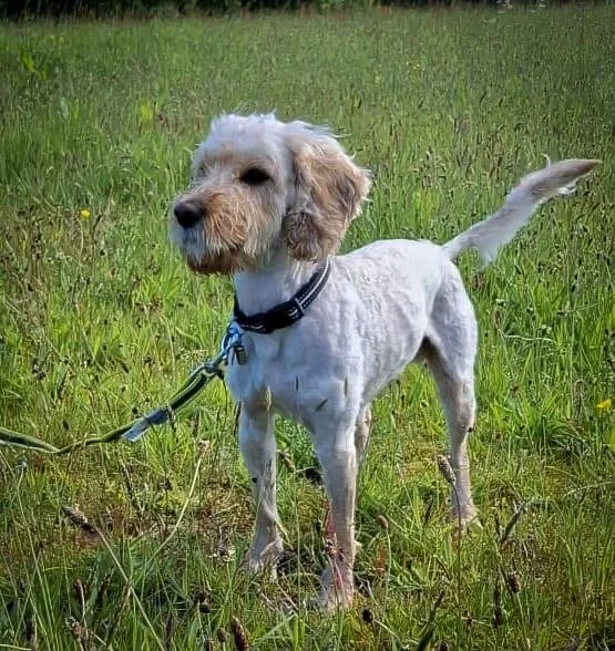 Mylo
