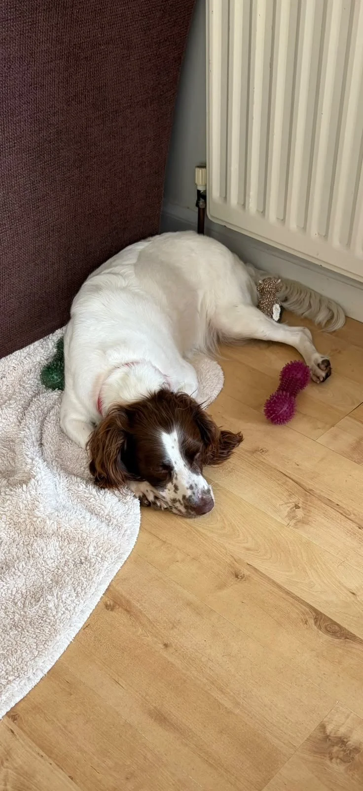 Rosie (2)