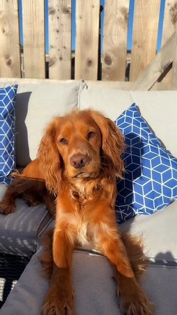 Maverick