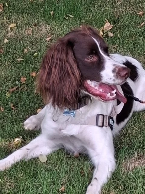 Hamish, a 2 years old male English Springer Spaniel available for adoption from Springer Rescue Scotland in Scotland