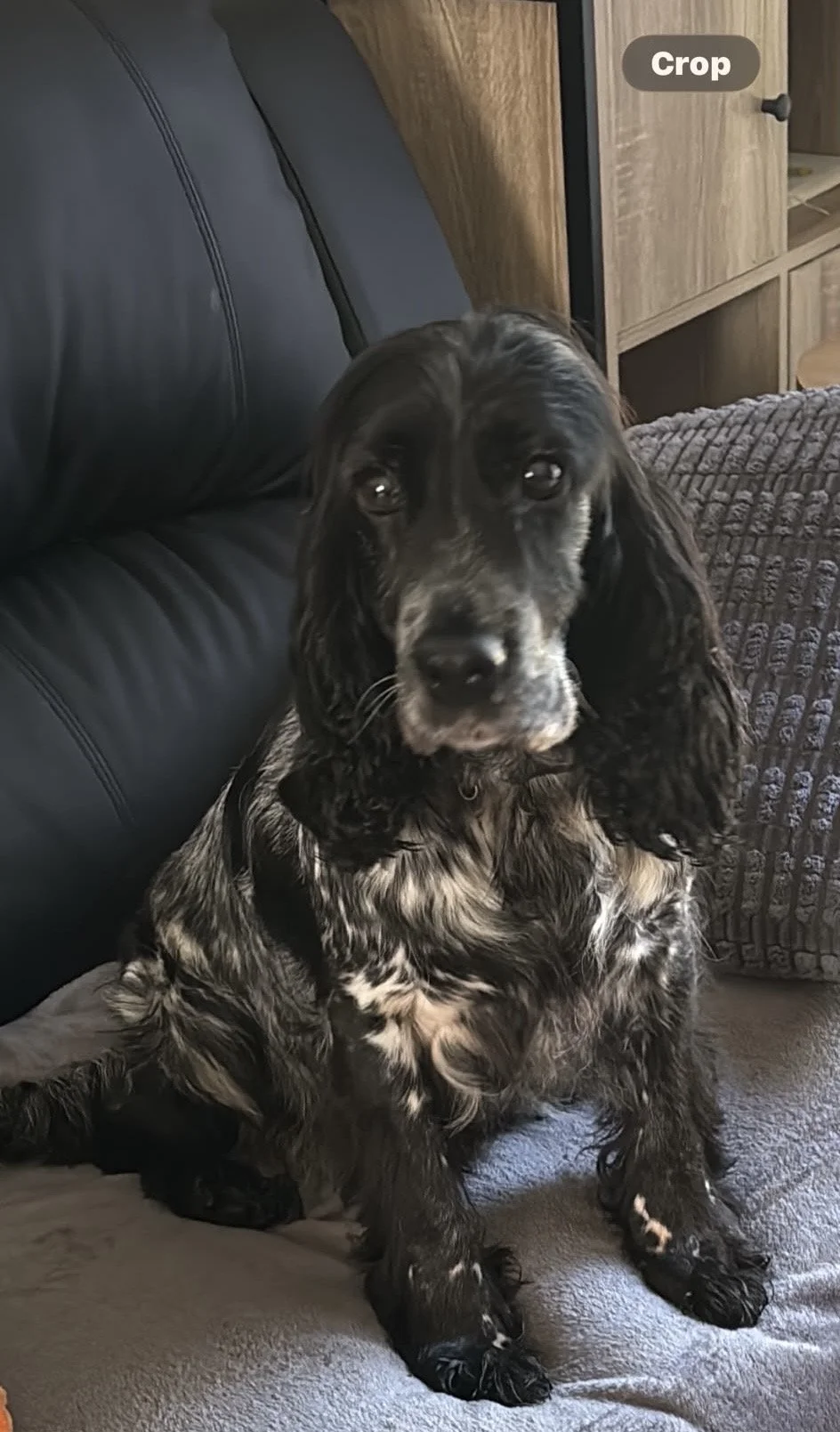 Molly