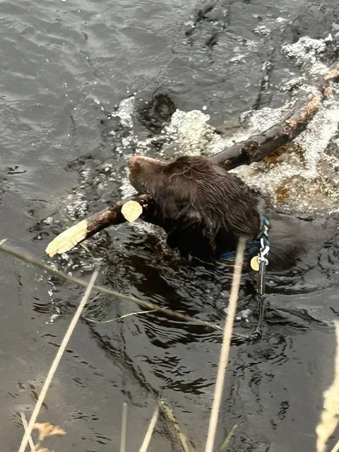 image4.jpeg