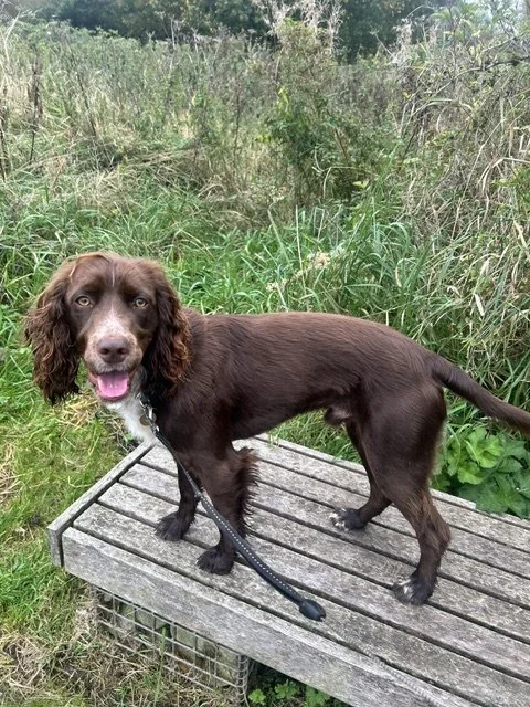 Tobi, a 2 years old male Cocker Spaniel available for adoption from Springer Rescue Scotland in Scotland