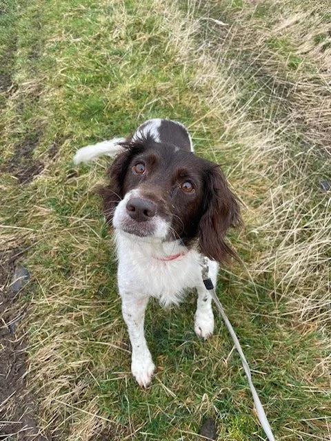 Adopt a dog | Springer Rescue Scotland | Dedicated to rescuing and ...