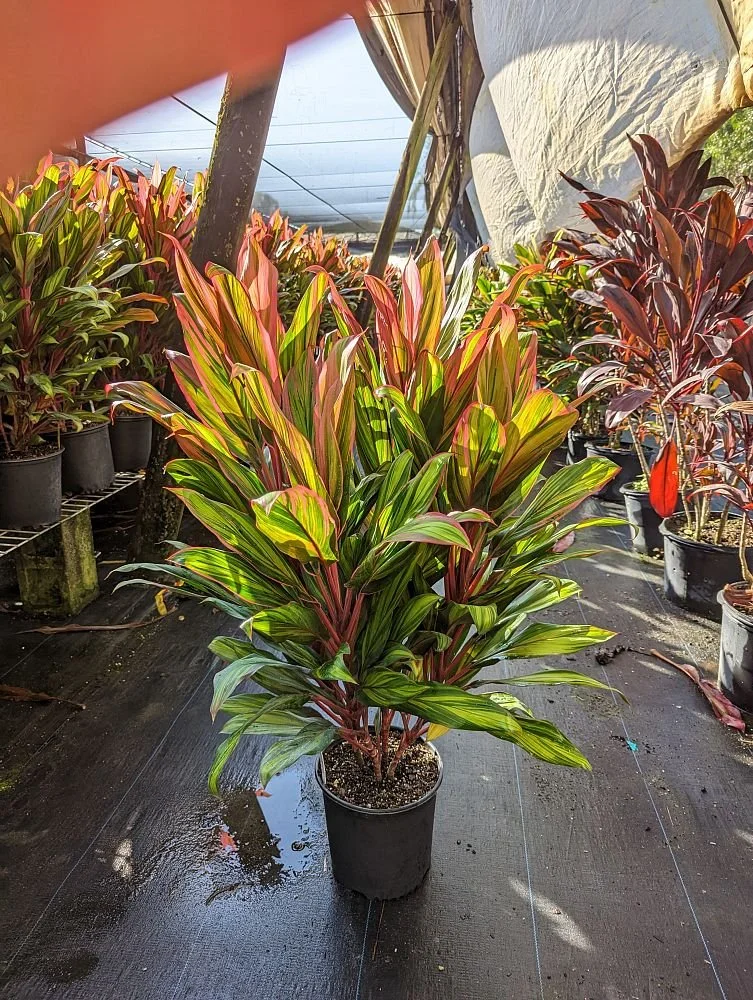 cordyline-fruticosa-harlequin-ti-plant-cordyline-terminalis-dracaena-terminalis-1003104428-1000008-1673450072-155651.jpg