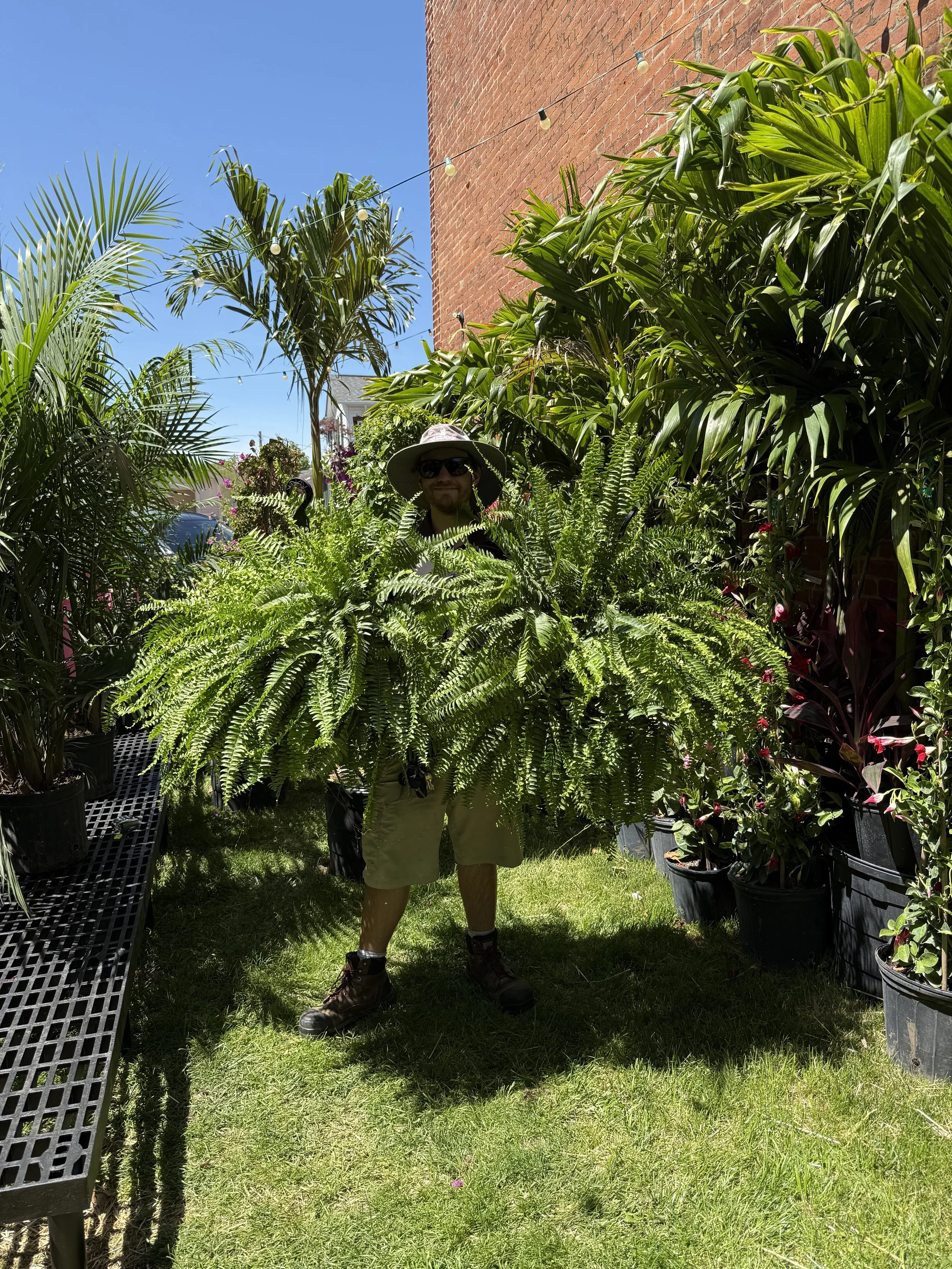 Boston Fern Hanging Basket