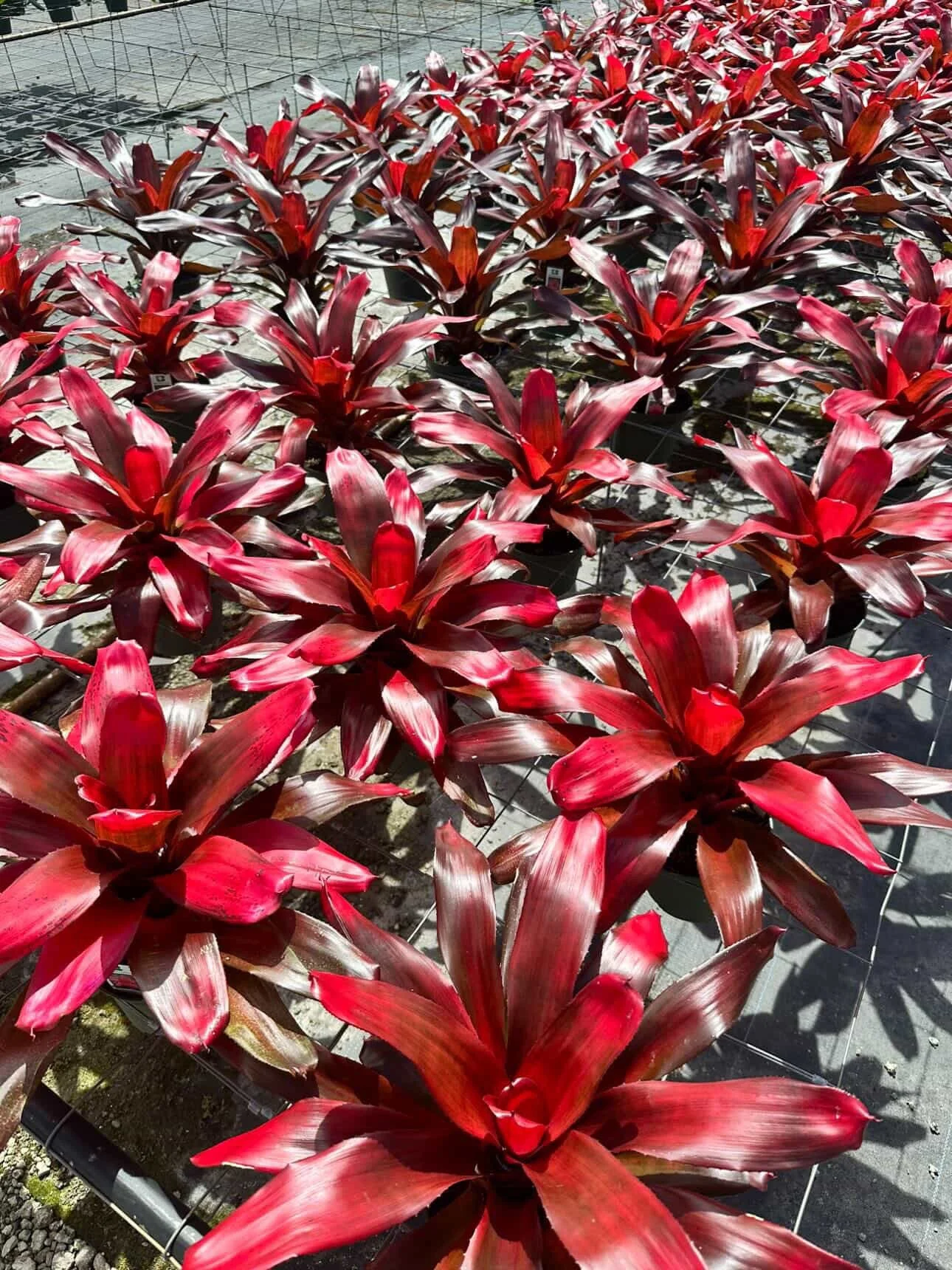 Bromeliad Neo "Malbec"