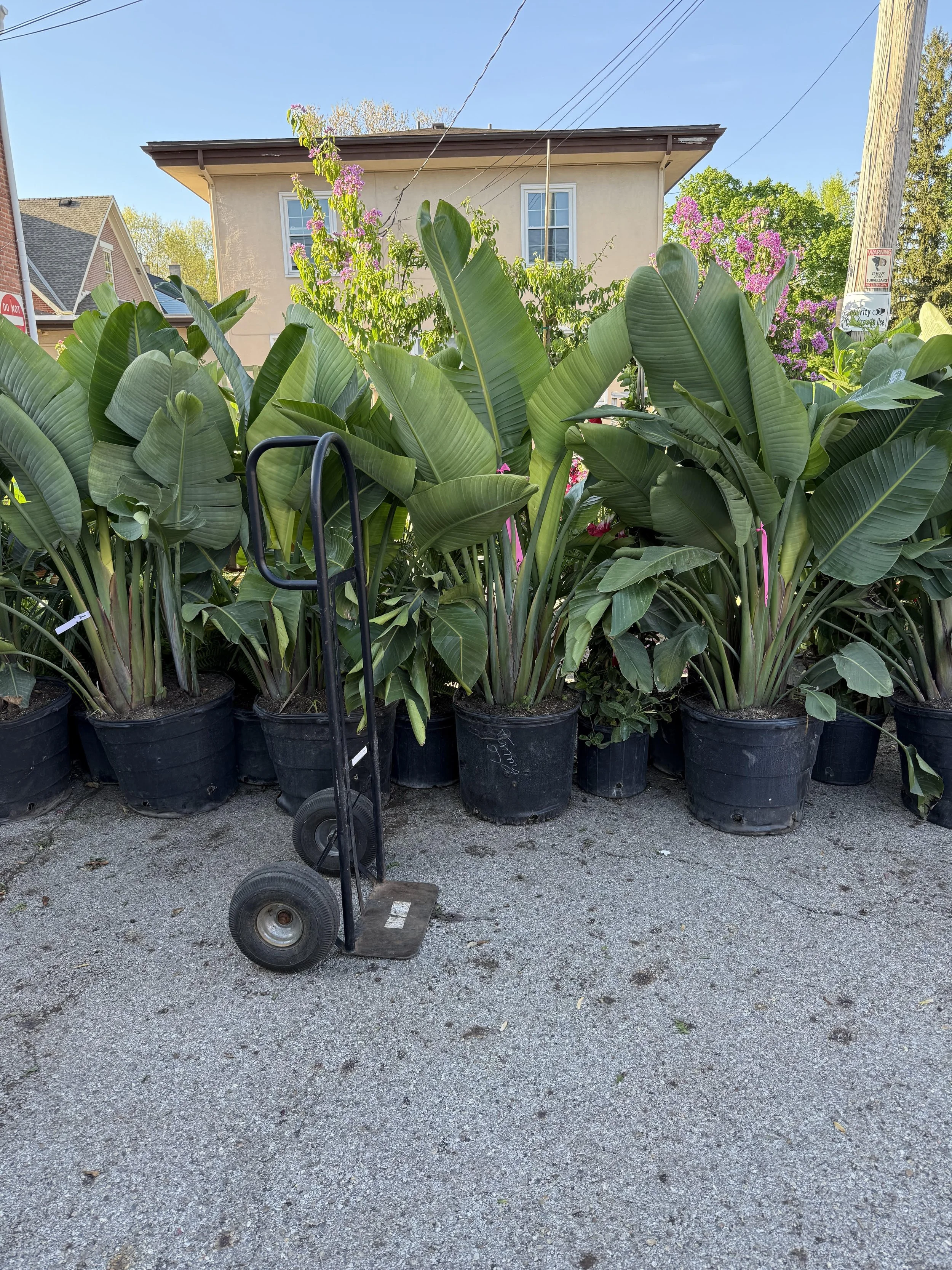 White Birds of Paradise